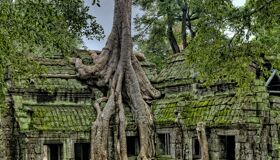 Siem Reap Ta Prohm Temples at Angkor Complex, Cambodia